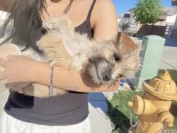 Lost Female Dog last seen Fountain Hills BLVD, Fountain Hills, AZ 85268