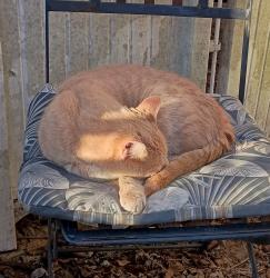 Found/Stray Unknown Cat last seen Brandon St., Columbus, OH 43224