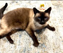 Lost Male Cat last seen S st, T st, and Qst by Fred Meyer, Springfield, OR 97477