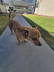 Found/Stray Unknown Dog last seen Near peach Avenue by apt 37.  Farthest back apmt away from peach near Alamos, Clovis, CA 93612