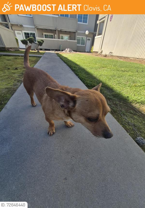 Found/Stray Unknown Dog last seen Near peach Avenue by apt 37.  Farthest back apmt away from peach near Alamos, Clovis, CA 93612