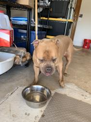 Found/Stray Male Dog last seen 89th & Sooner, Oklahoma City, OK 73135