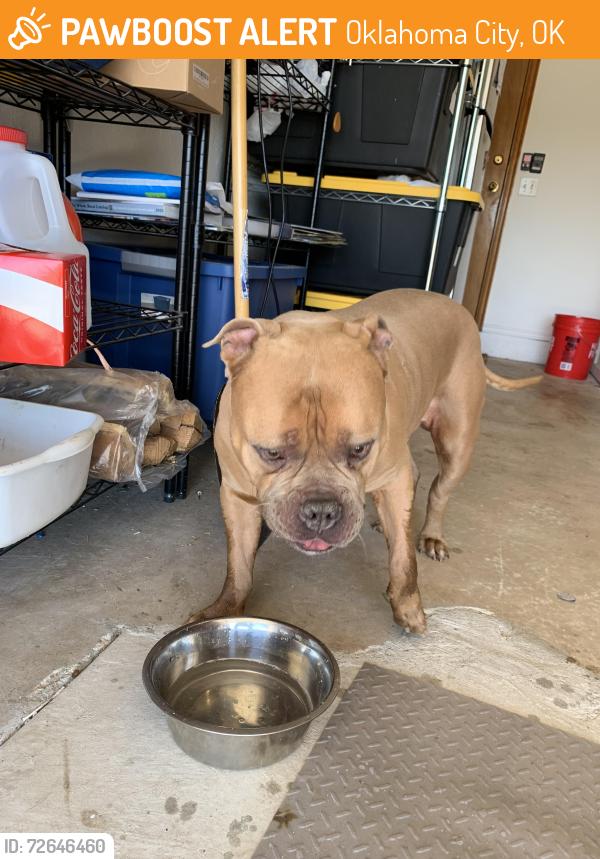 Found/Stray Male Dog last seen 89th & Sooner, Oklahoma City, OK 73135
