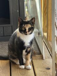 Lost Female Cat last seen Hickswood Rd, High Point, NC 27265