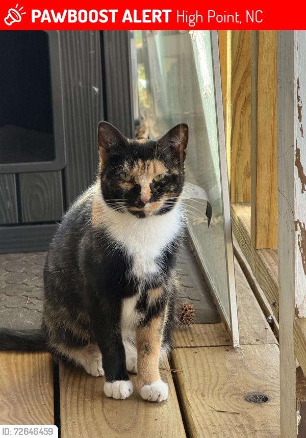 Lost Female Cat last seen Hickswood Rd, High Point, NC 27265