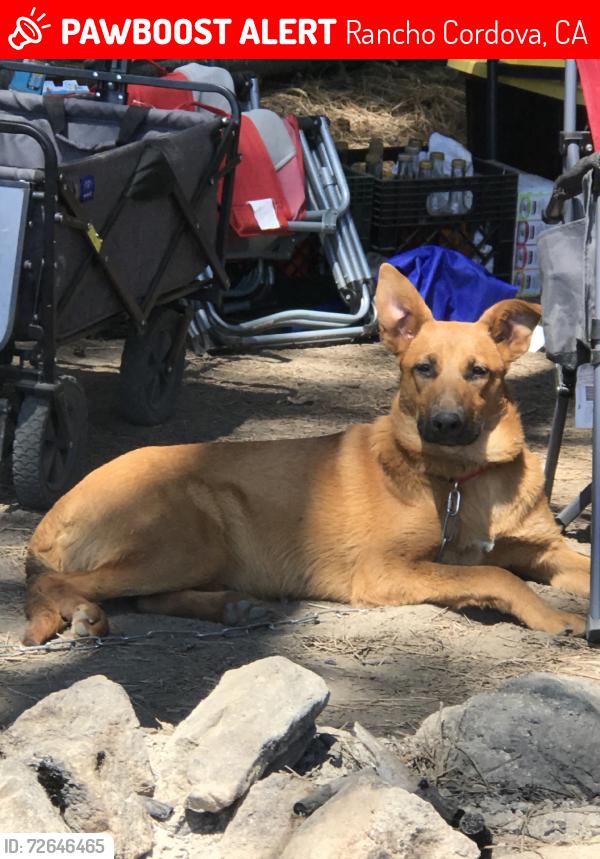 Lost Female Dog last seen Coloma, Rancho Cordova, CA 95670