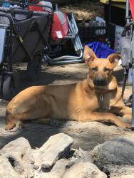 Lost Female Dog last seen Coloma, Rancho Cordova, CA 95670