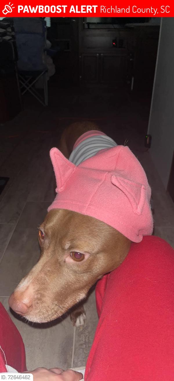Lost Female Dog last seen Sc-215 , Richland County, SC 29180