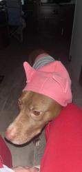 Lost Female Dog last seen Sc-215 , Richland County, SC 29180