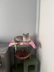 Lost Male Cat last seen Warm springs & Durango, Spring Valley, NV 89113