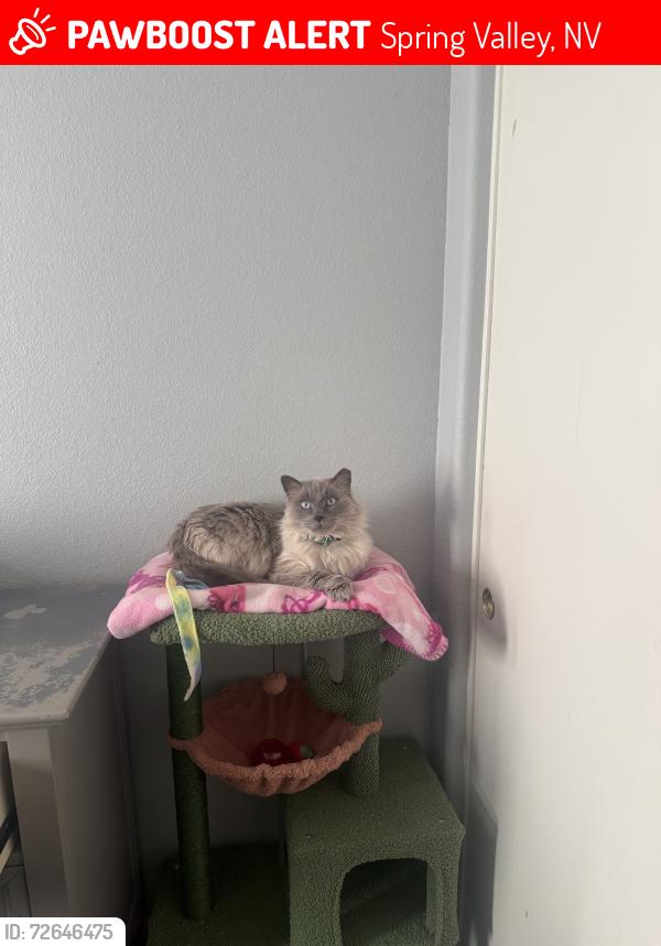 Lost Male Cat last seen Warm springs & Durango, Spring Valley, NV 89113