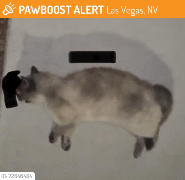 Found/Stray Unknown Cat last seen Barbara Lane and Gillespie , Las Vegas, NV 89183