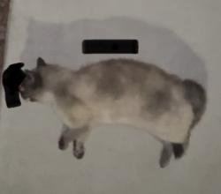 Found/Stray Unknown Cat last seen Barbara Lane and Gillespie , Las Vegas, NV 89183