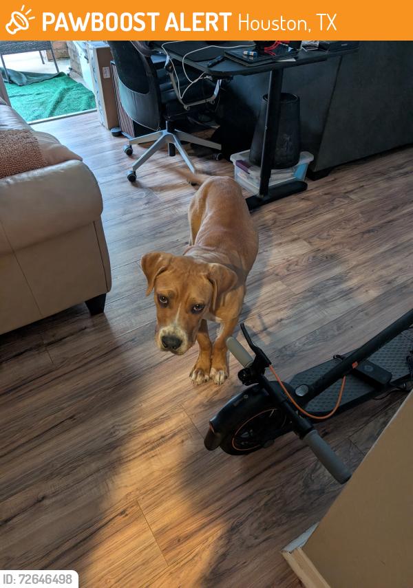 Found/Stray Male Dog last seen Fonmeadow and Fondren, Houston, TX 77035