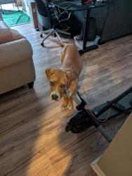 Found/Stray Male Dog last seen Fonmeadow and Fondren, Houston, TX 77035