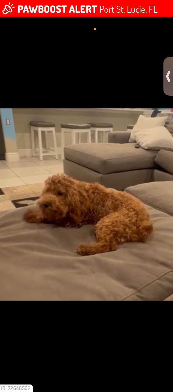 Lost Male Dog last seen Near SW  north quick circle , Port St. Lucie, FL 34953