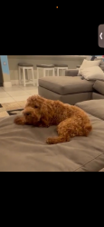 Lost Male Dog last seen Near SW  north quick circle , Port St. Lucie, FL 34953