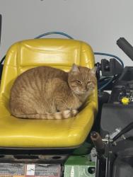 Lost Male Cat last seen M 106 and Sayers, Munith, MI 49259