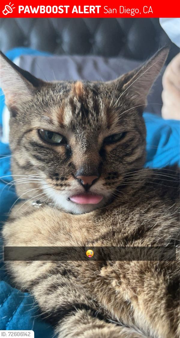 Lost Female Cat last seen Gold Coast & Pagoda Way, San Diego, CA 92126
