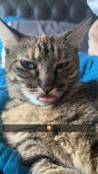 Lost Female Cat last seen Gold Coast & Pagoda Way, San Diego, CA 92126