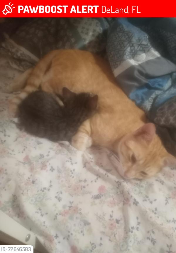 Lost Male Cat last seen Mills rd deland fl , DeLand, FL 32724