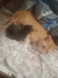 Lost Male Cat last seen Mills rd deland fl , DeLand, FL 32724
