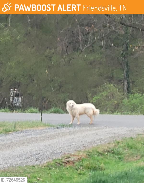 Found/Stray Unknown Dog last seen West Vinegar Valley 3, Friendsville, TN 37737