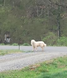 Found/Stray Unknown Dog last seen West Vinegar Valley 3, Friendsville, TN 37737