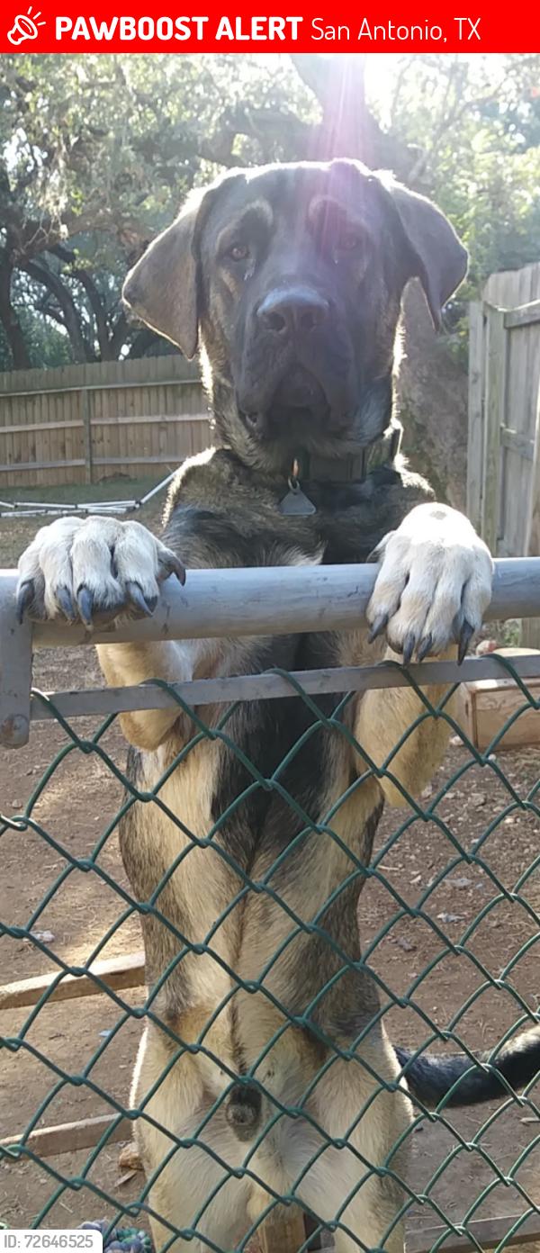 Lost Male Dog last seen Bandera rd, San Antonio, TX 78240