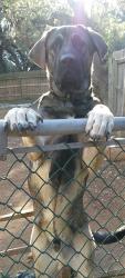 Lost Male Dog last seen Bandera rd, San Antonio, TX 78240