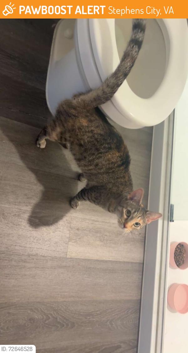 Found/Stray Female Cat last seen West wind s , Stephens City, VA 22655