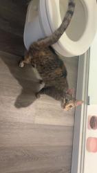 Found/Stray Female Cat last seen West wind s , Stephens City, VA 22655