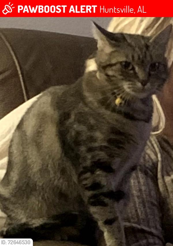 Lost Female Cat last seen Autumn Creek Dr. S.W. Huntsville, AL 35803, Huntsville, AL 35803