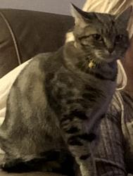 Lost Female Cat last seen Autumn Creek Dr. S.W. Huntsville, AL 35803, Huntsville, AL 35803
