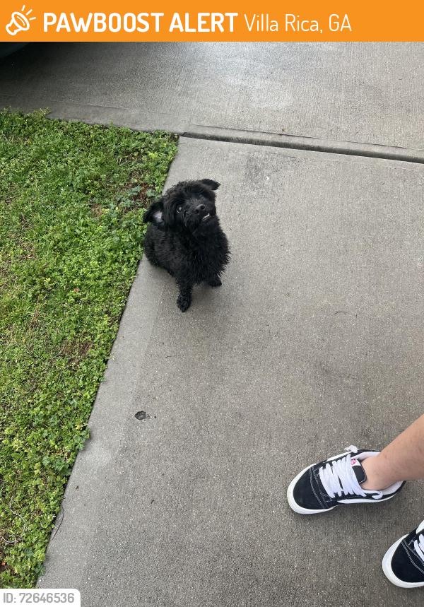 Found/Stray Male Dog last seen Ledbetter rd, Villa Rica, GA 30180