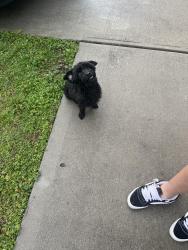 Found/Stray Male Dog last seen Ledbetter rd, Villa Rica, GA 30180