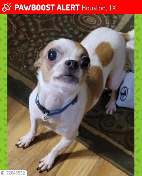 Lost Male Dog last seen Adirondack Drive, Houston, TX 77089