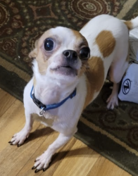 Lost Male Dog last seen Adirondack Drive, Houston, TX 77089
