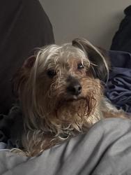 Found/Stray Male Dog last seen Meadowdale blvd, Meadowbrook, VA 23234