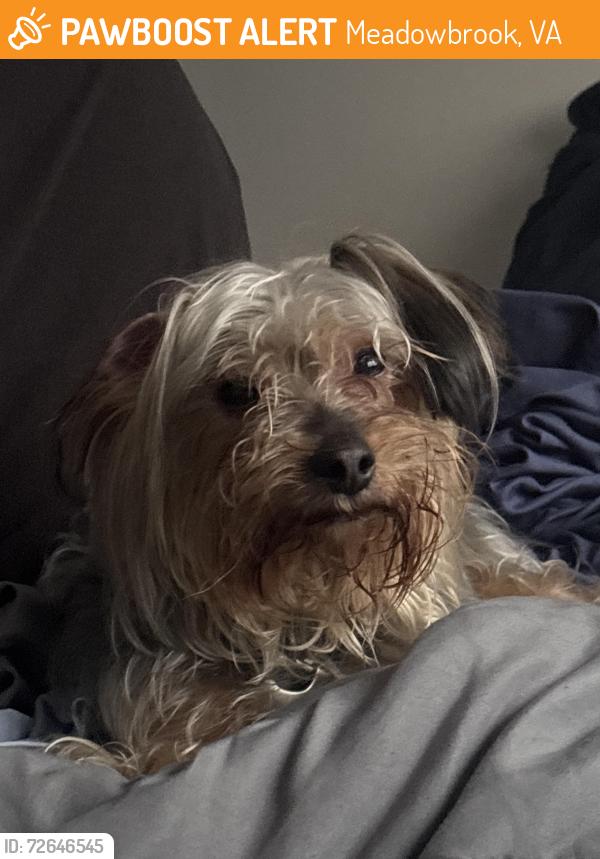 Found/Stray Male Dog last seen Meadowdale blvd, Meadowbrook, VA 23234