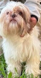 Lost Male Dog last seen High lark , Dallas, TX 75234