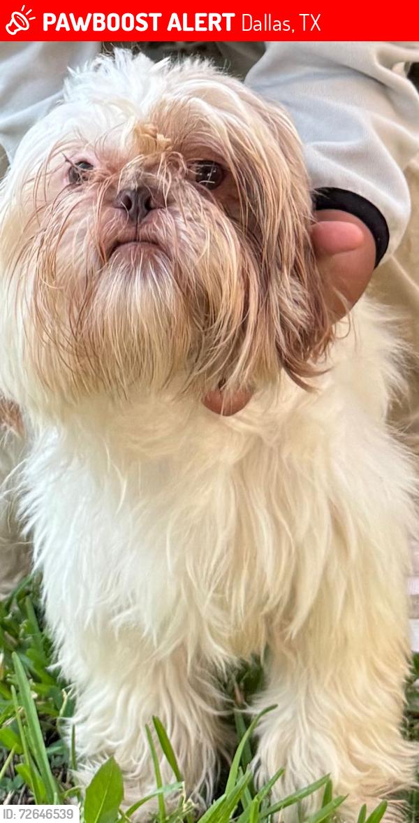 Lost Male Dog last seen High lark , Dallas, TX 75234