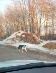 Found/Stray Unknown Dog last seen Mathieu Martin high school, Dieppe, NB 