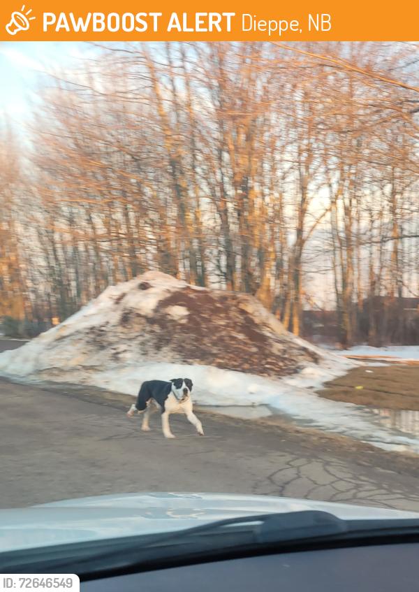 Found/Stray Unknown Dog last seen Mathieu Martin high school, Dieppe, NB 