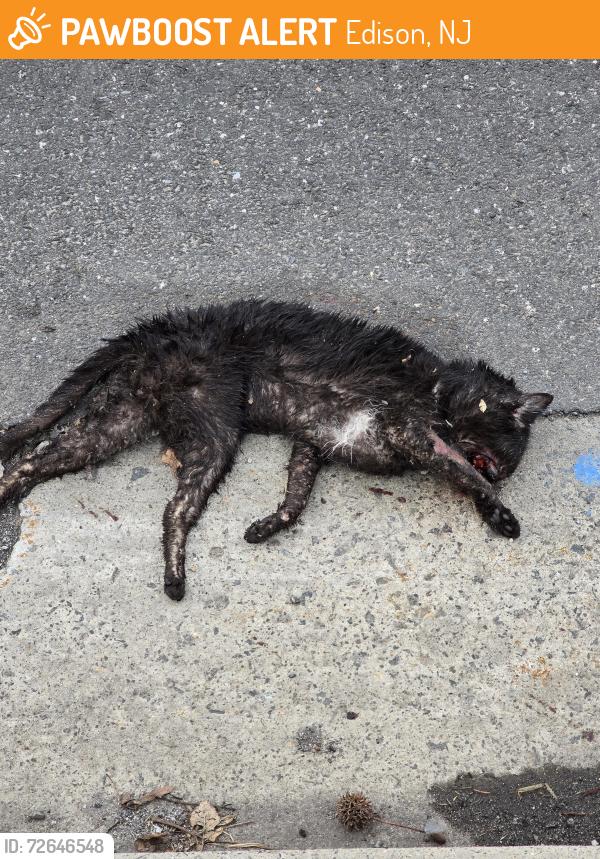 Found/Stray Unknown Cat last seen new dover rd, stacey st, Edison, NJ 08820