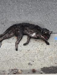 Found/Stray Unknown Cat last seen new dover rd, stacey st, Edison, NJ 08820