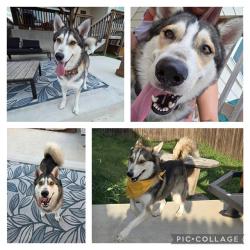 Shelter Stray Male Dog last seen Near BLOCK SW 38TH, San Antonio, TX 78227