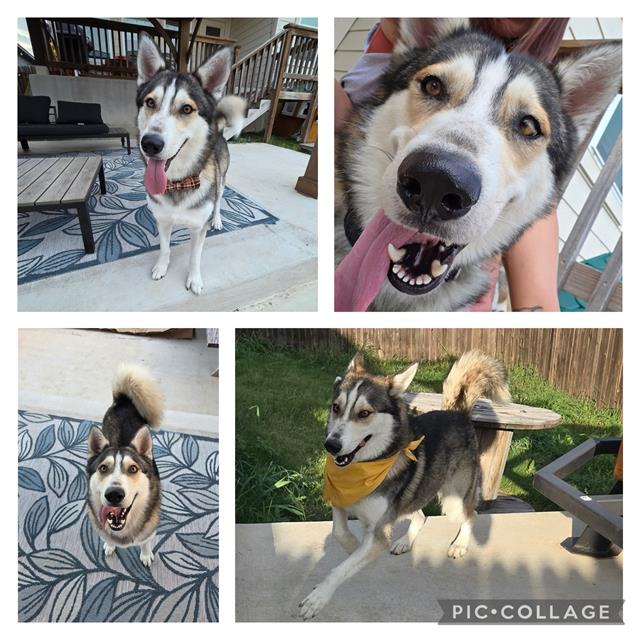 Shelter Stray Male Dog last seen Near BLOCK SW 38TH, San Antonio, TX 78227