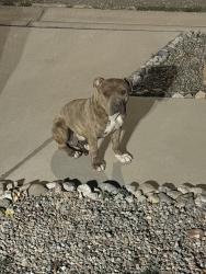 Found/Stray Unknown Dog last seen San Leon & Delgado St , Albuquerque, NM 87121