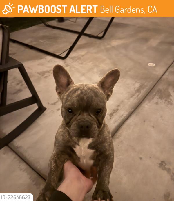 Found/Stray Male Dog last seen Gage and Emil ave, Bell Gardens, CA 90201